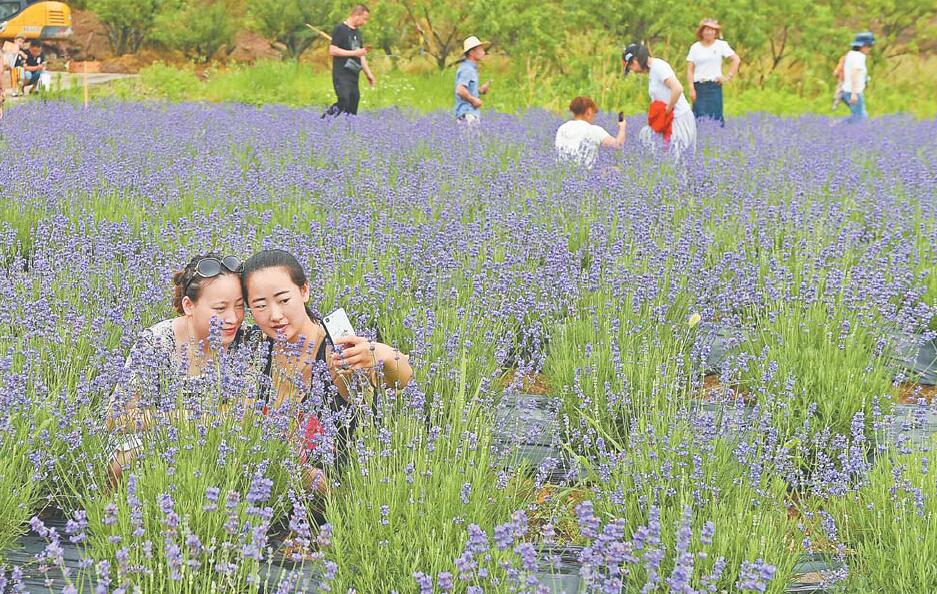 义乌网5月21日讯(商报记者 龚献明)5月19日,集薰衣草花田,马鞭草花海