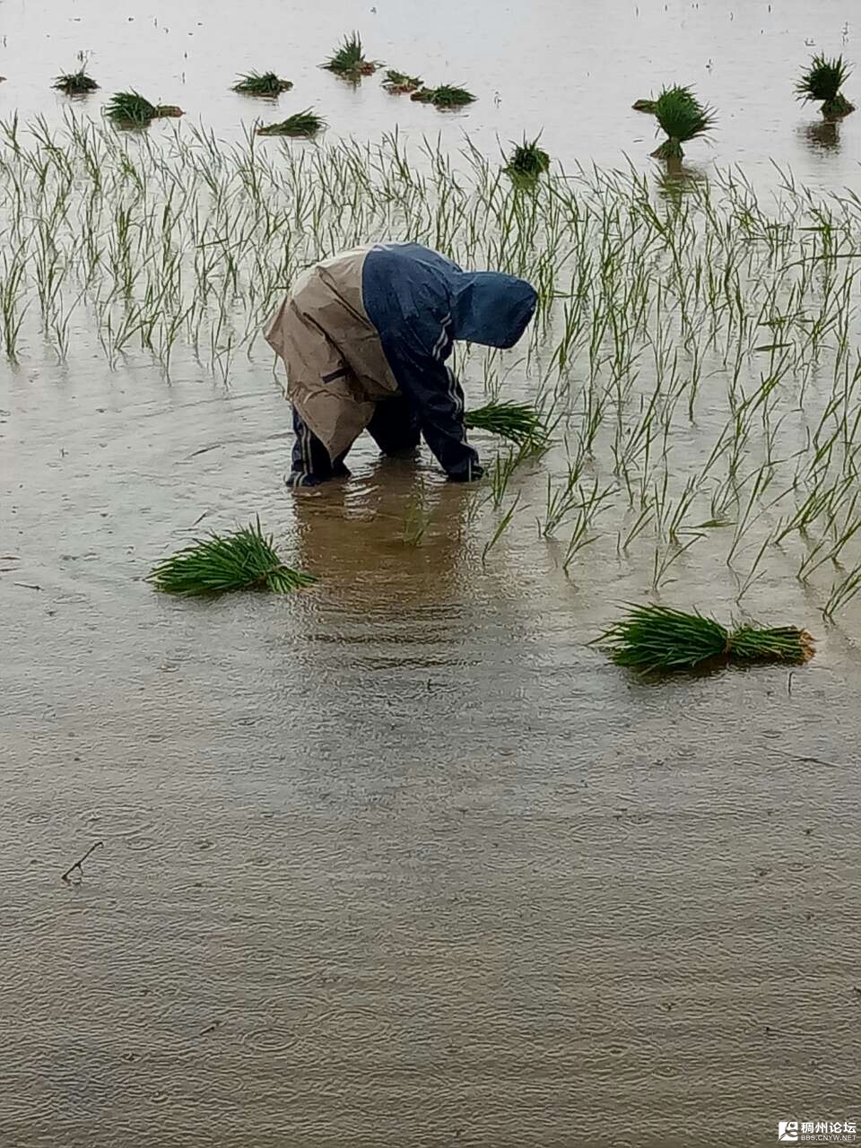 干活!下雨种田!咱农民的本性永远都不会改变的事实.义乌农民勤劳.